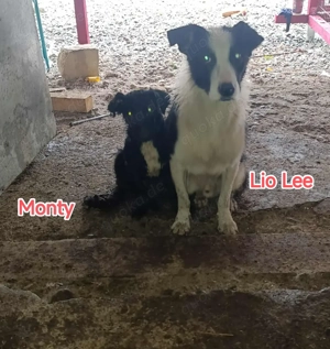 Lio-Lee sucht sein Zuhause, vielleicht sogar mit Monty