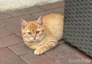 Katzen Hamburg Zu Verschenken