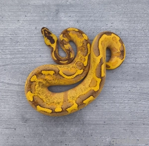 0.1 Super Enchi Freeway pos. OD