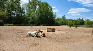 Offenstallplätze frei 