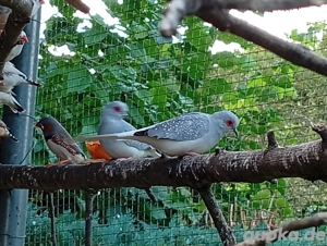 verkaufe Diamanttauben von 2025