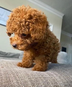 Intelligente Toy pudel welp