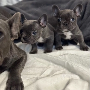 Französische Bulldoggen Welpen suchen ein schönes Zuhause 