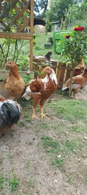 Ein etwas besonderer Yokohama Hahn abzugeben 