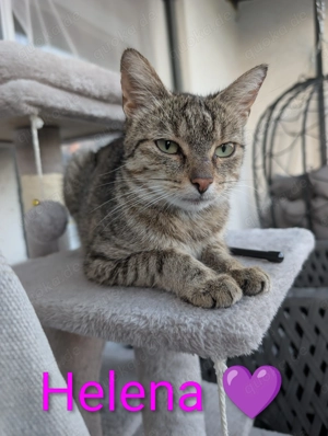 Helena und ihr Nachwuchs suchen ein liebevolles zu Hause  