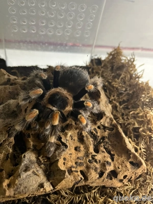 Brachypelma hamorii