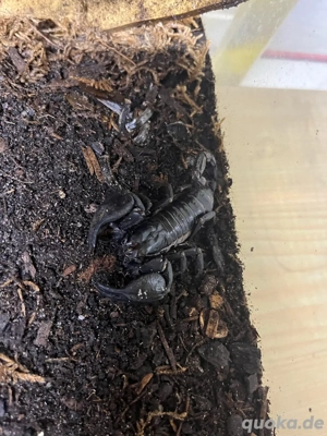 Heterometrus spinifer