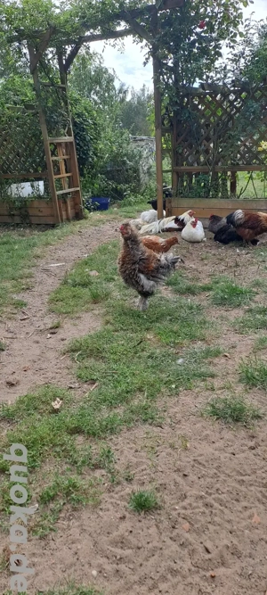 junger Strupphahn sucht neues Heim