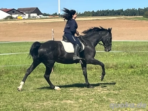 Super schickes Schulpferd