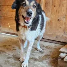 Martha S ca. 55 cm   Lebt im Open Shelter! Bild 2