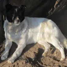 Harley I ca. 45 cm   braucht dringend Starthilfe Bild 2