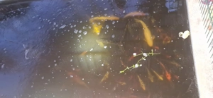 Koi Karpfen zu verkaufen 