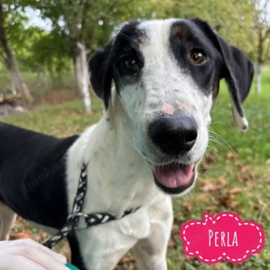 Perla, quirlige, aktive und junge Pontermix Hündin