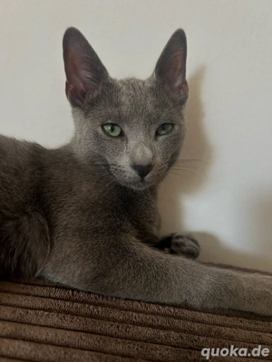Deckkater Russisch Blau reinrassig