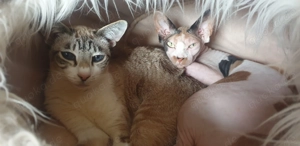 SUCHE süße Siam oder Okh Katze :-)