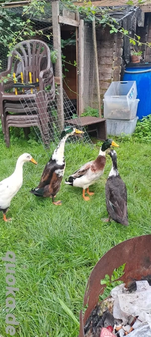 2 schöne laufenten Erpel abzugeben 