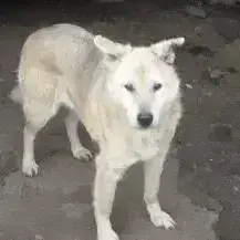 Timmy G ca. 50 cm   der Tapfere