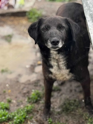 Joy B ca. 47 cm   der Stolze Bild 3