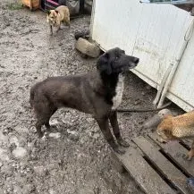 Joy B ca. 47 cm   der Stolze Bild 2