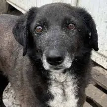 Joy B ca. 47 cm   der Stolze