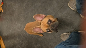Französische Bulldogge