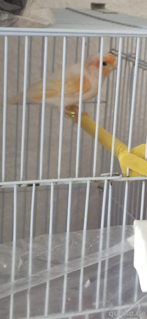 Kanarienvögel Männlich und Weibchen