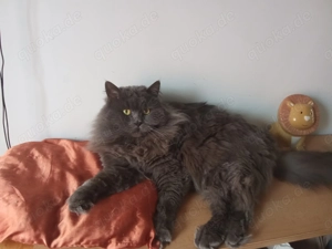 Deckkater BLH blue hat freie Termine!