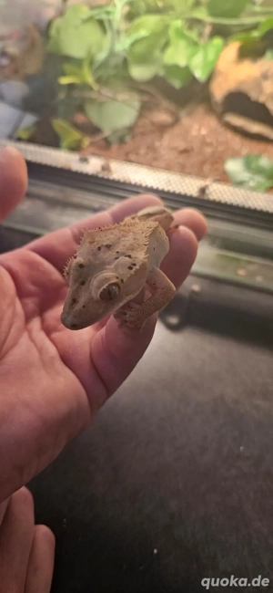 Kronengecko Weibchen