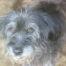 Bellatrix ca. 55 cm   die Besondere