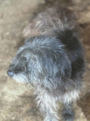 Bellatrix ca. 55 cm   die Besondere Bild 3