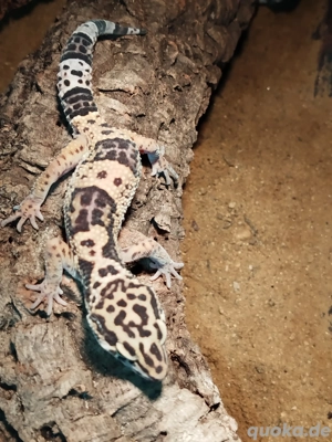 Leopardgecko 1.0