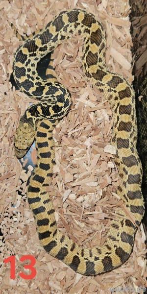 Bullennatter  Pituophis Catenifer Sayi 