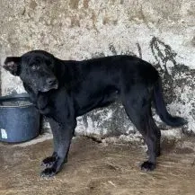 Vana ca. 45 cm   die Unsichere