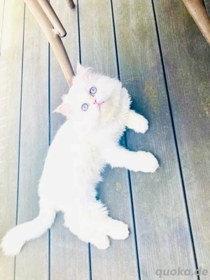 Asal sucht schöne katze