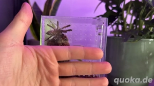 Poecilotheria metallica ABHOLUNG!