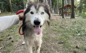 Freundlicher Huskymix Jerky			