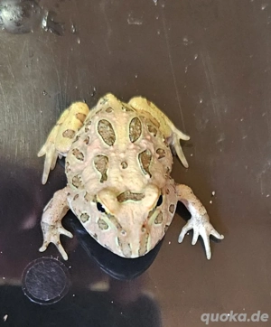 Ceratophrys Cranwelli Schmuckhornfrosch