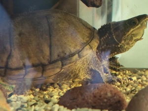 Moschusschildkröte weiblich ca 10 Jahre alt