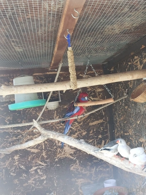 suche Pennantsittich Henne