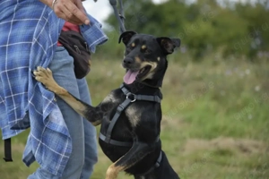 Pepper sucht eine liebe Familie Bild 3