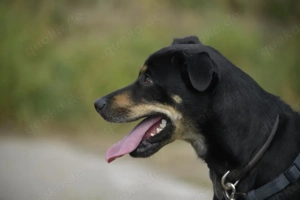 Pepper sucht eine liebe Familie Bild 4