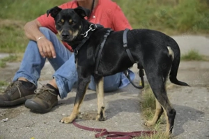 Pepper sucht eine liebe Familie Bild 5