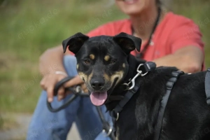 Pepper sucht eine liebe Familie Bild 7