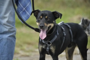 Pepper sucht eine liebe Familie Bild 6