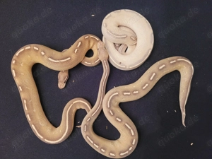 königspythons Bild 4