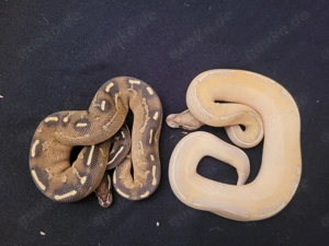 königspythons Bild 3