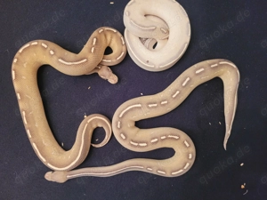 königspythons Bild 6