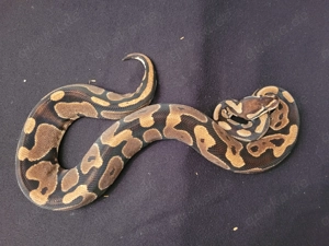 königspythons Bild 12