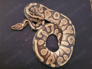 königspythons Bild 9