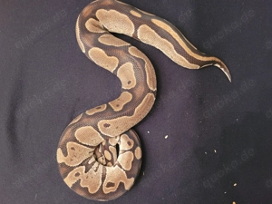 königspythons Bild 8